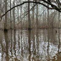 Dismal Timber images 4