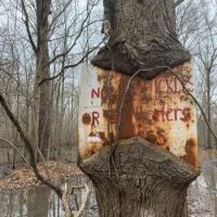 Dismal Timber images 5