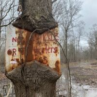 Dismal Timber images 6