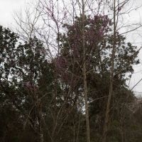 41.94 Ac Simmons Grove Tr 14 images 3