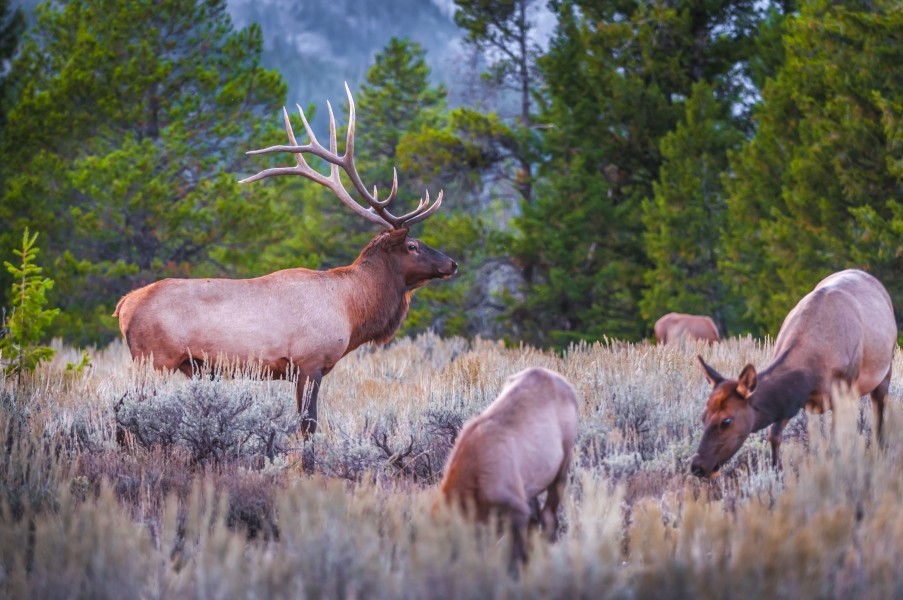 Rudio Mountain Ranch featured image