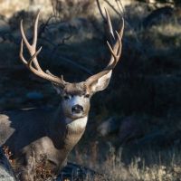 Rudio Mountain Ranch images 4
