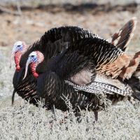 Rudio Mountain Ranch images 5