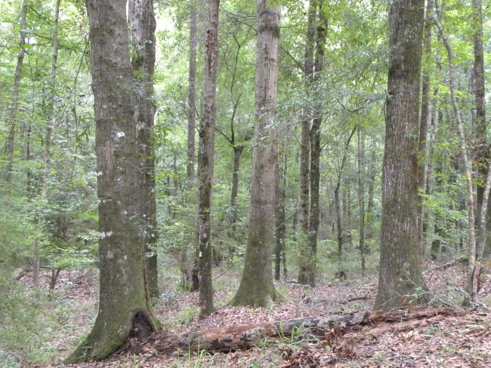 14-004-mullberry-creek-tract featured image
