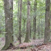 14-004-mullberry-creek-tract