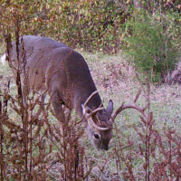 14-004-mullberry-creek-tract images 5