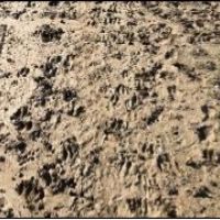 738 Acres in Bolivar County in Benoit  MS images 2