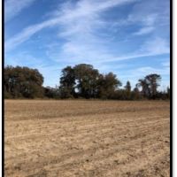 738 Acres in Bolivar County in Benoit  MS images 3