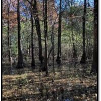 738 Acres in Bolivar County in Benoit  MS images 4