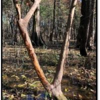 738 Acres in Bolivar County in Benoit  MS images 5