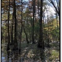 738 Acres in Bolivar County in Benoit  MS images 6