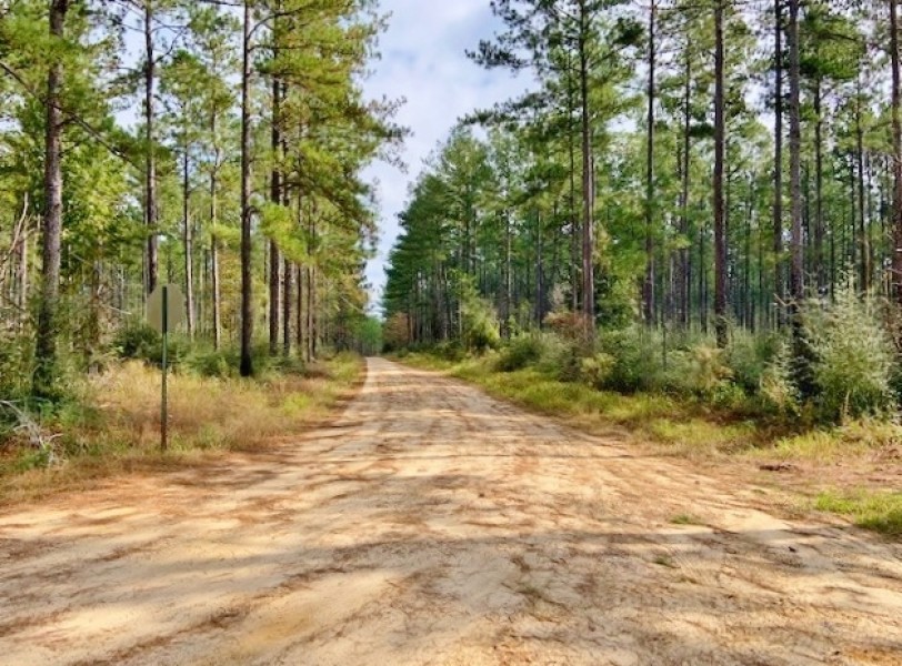 1118 Acre Timberland Investment Land for Sale George Co  MS featured image