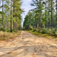 1118 Acre Timberland Investment Land for Sale George Co  MS