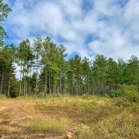 1118 Acre Timberland Investment Land for Sale George Co  MS images 2