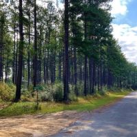 1118 Acre Timberland Investment Land for Sale George Co  MS images 3