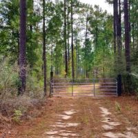 1118 Acre Timberland Investment Land for Sale George Co  MS images 4