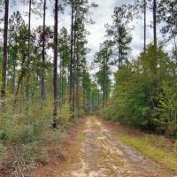 1118 Acre Timberland Investment Land for Sale George Co  MS images 5