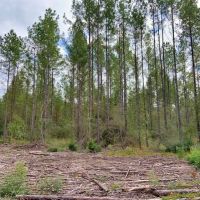 1118 Acre Timberland Investment Land for Sale George Co  MS images 6