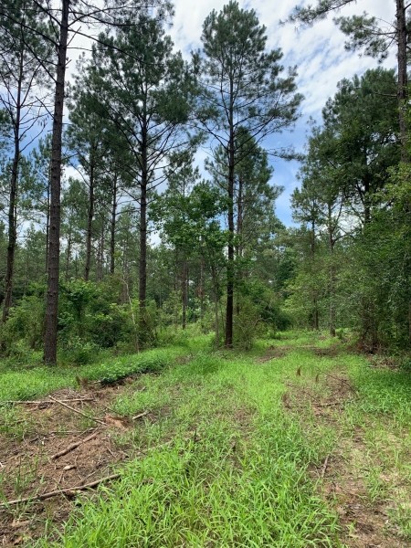 97 acres on Dinan Salem Rd featured image