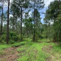97 acres on Dinan Salem Rd