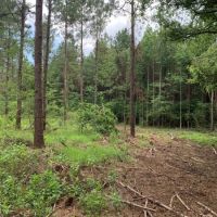97 acres on Dinan Salem Rd images 3
