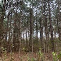 97 acres on Dinan Salem Rd images 6