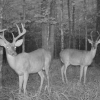 Secluded Hunting Tract for Sale Timber Land Copiah Co MS images 2