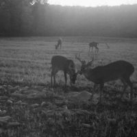 Secluded Hunting Tract for Sale Timber Land Copiah Co MS images 3
