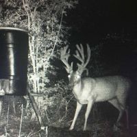Secluded Hunting Tract for Sale Timber Land Copiah Co MS images 4
