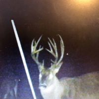 Secluded Hunting Tract for Sale Timber Land Copiah Co MS images 5