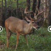 Secluded Hunting Tract for Sale Timber Land Copiah Co MS images 6