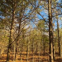 Collins Ranch on Table Rock Lake images 6