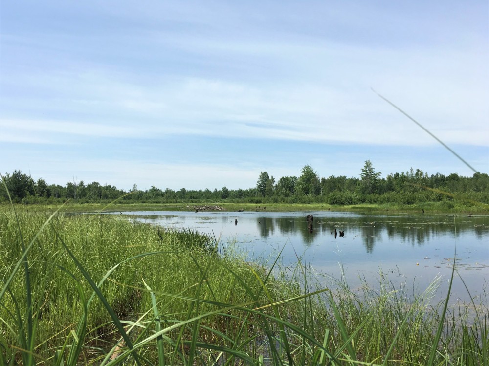 45 acres Land with Backwoods Pond Bombay NY featured image