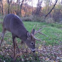 Hunting Land with Kickapoo River Frontage Southwestern Wisconsin