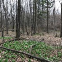 Acreage with Creek in Clark County WI images 4