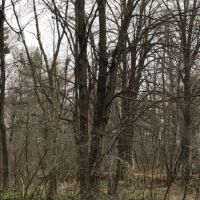 Acreage with Creek in Clark County WI images 5