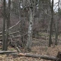 Acreage with Creek in Clark County WI images 6
