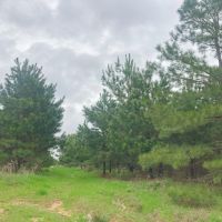 2182 Acres &nbsp; CR 3365 &nbsp; Tract 1006 images 3