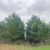 2182 Acres &nbsp; CR 3365 &nbsp; Tract 1006 images 4