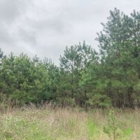 2182 Acres &nbsp; CR 3365 &nbsp; Tract 1006 images 5