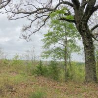 2182 Acres &nbsp; CR 3365 &nbsp; Tract 1006 images 6