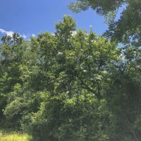 138 Acres &nbsp; Menard Creek West &nbsp; 311041 images 4