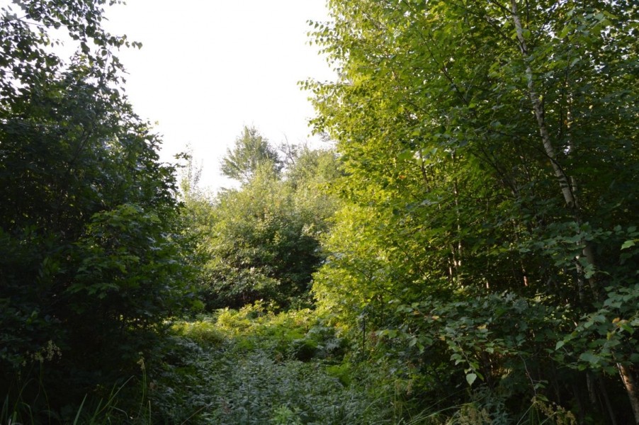 80 Acres of Wood County Hunting Land featured image