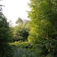 80 Acres of Wood County Hunting Land