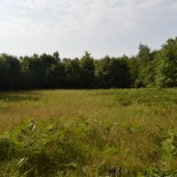 80 Acres of Wood County Hunting Land images 2
