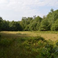 80 Acres of Wood County Hunting Land images 3