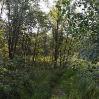 80 Acres of Wood County Hunting Land images 4