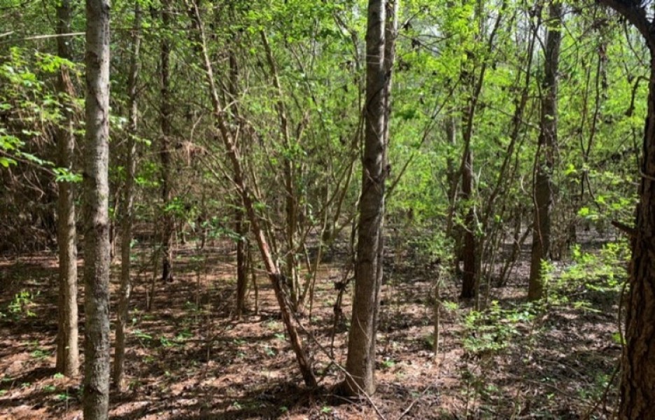 6 Acres in Copiah County in Beauregard  MS featured image