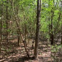 6 Acres in Copiah County in Beauregard  MS