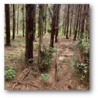 6 Acres in Copiah County in Beauregard  MS images 2